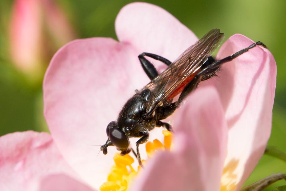  Brachypalpoides lentus (Meigen, 1822)