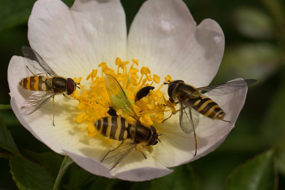 Le  sp. Syrphus Fabricius, 1775 sp.