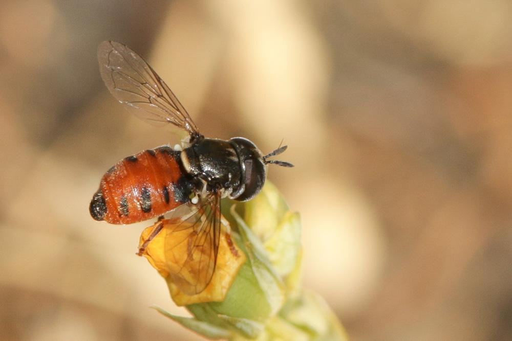  Paragus bicolor (Fabricius, 1794)