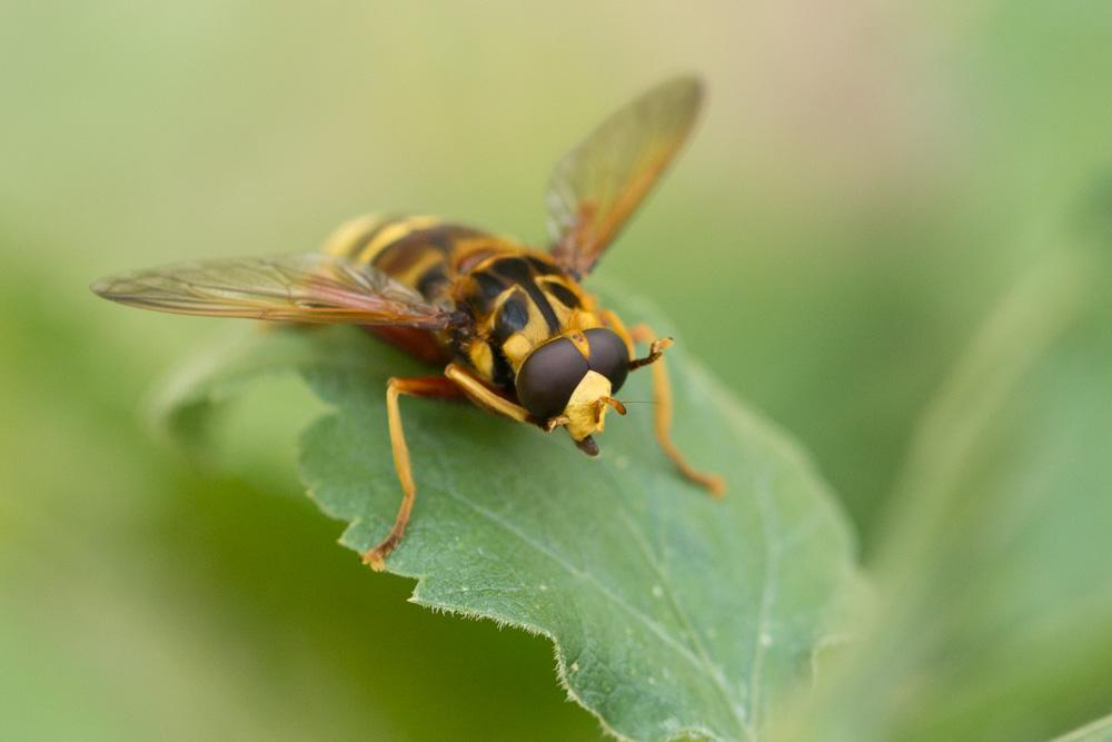 Milésie faux-frelon Milesia crabroniformis (Fabricius, 1775)