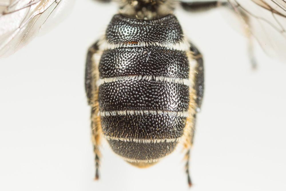  Heriades truncorum (Linnaeus, 1758)