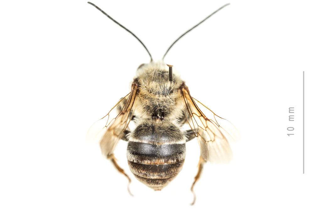 Eucère dalmate Eucera dalmatica Lepeletier, 1841