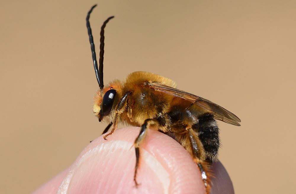 Eucère rousse Eucera rufa (Lepeletier, 1841)