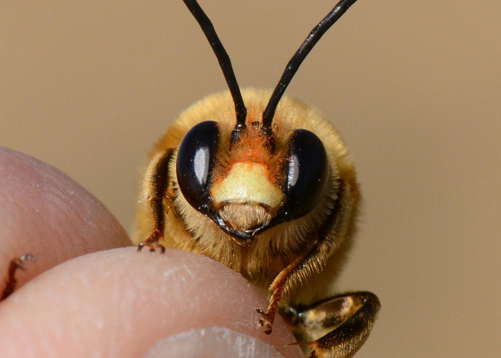 Eucère rousse Eucera rufa (Lepeletier, 1841)