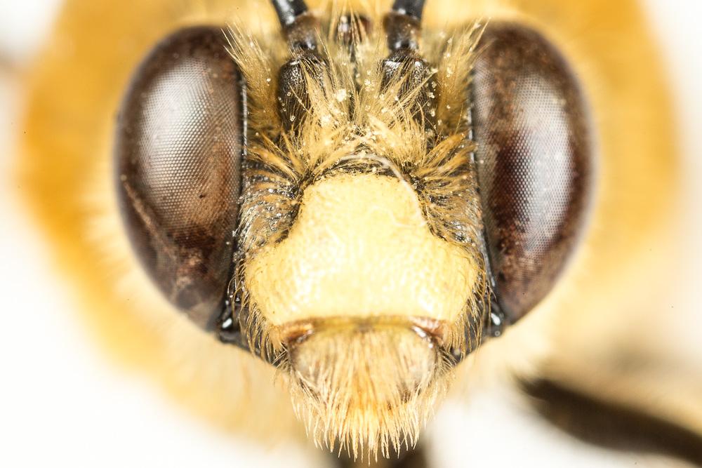 Eucère rousse Eucera rufa (Lepeletier, 1841)