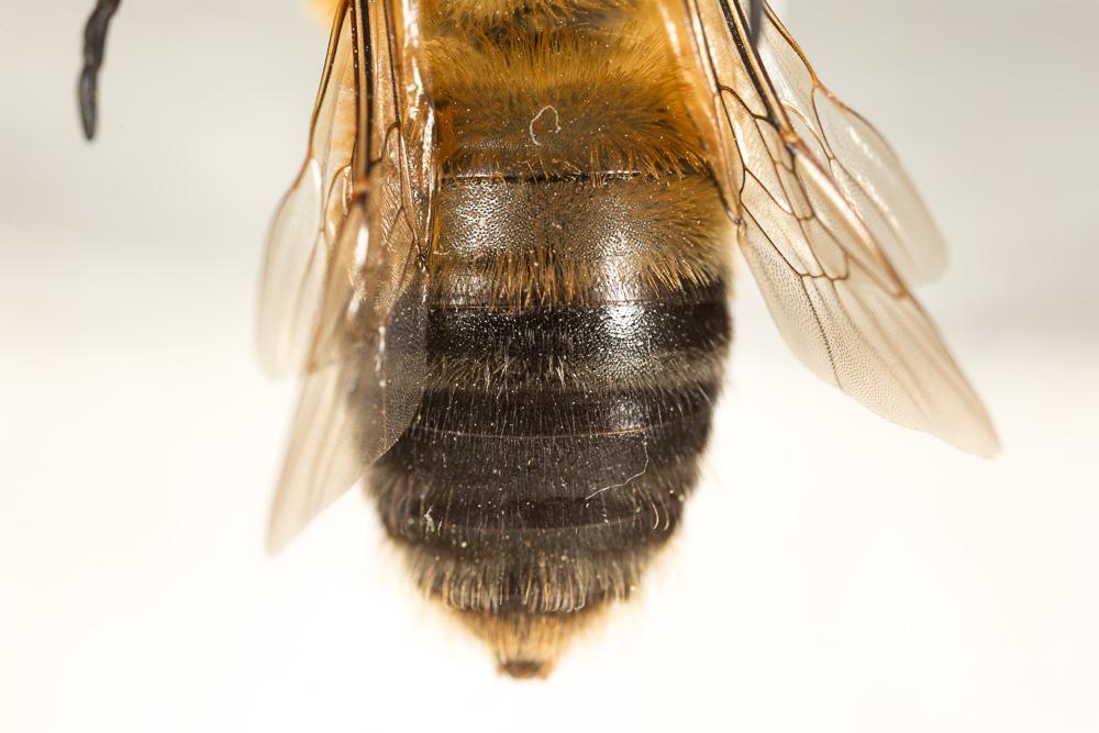 Eucère rousse Eucera rufa (Lepeletier, 1841)