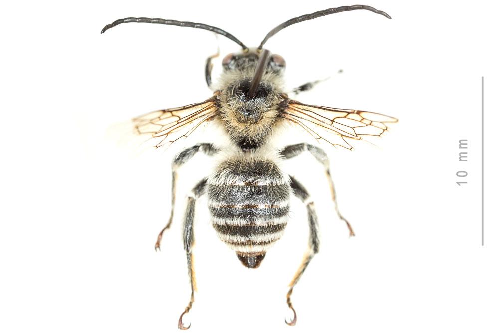 Eucère striée Tetraloniella strigata (Lepeletier, 1841)