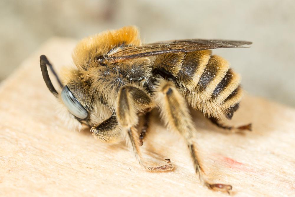 Eucère striée Tetraloniella strigata (Lepeletier, 1841)