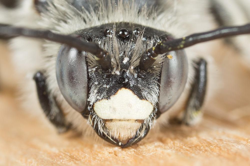 Eucère striée Tetraloniella strigata (Lepeletier, 1841)