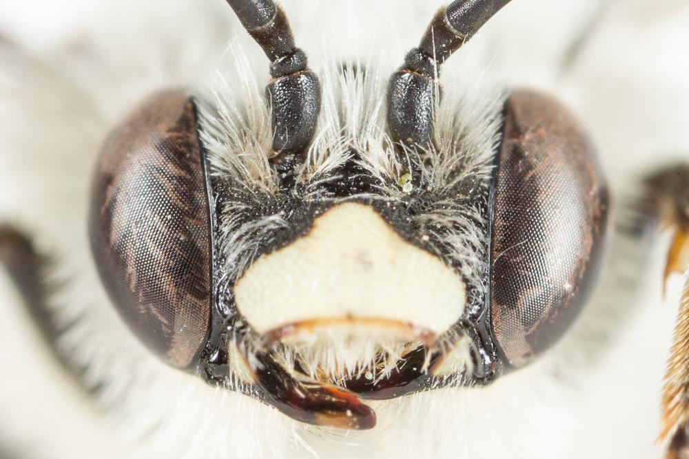 Eucère striée Tetraloniella strigata (Lepeletier, 1841)