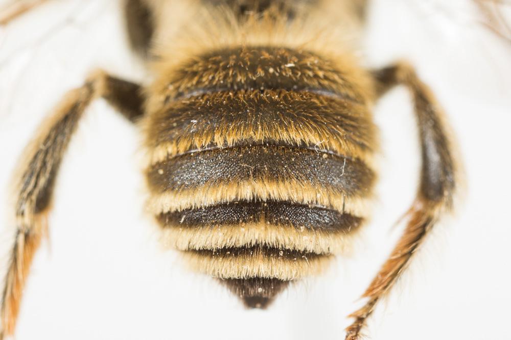 Eucère striée Tetraloniella strigata (Lepeletier, 1841)