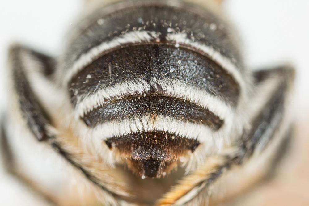 Eucère striée Tetraloniella strigata (Lepeletier, 1841)