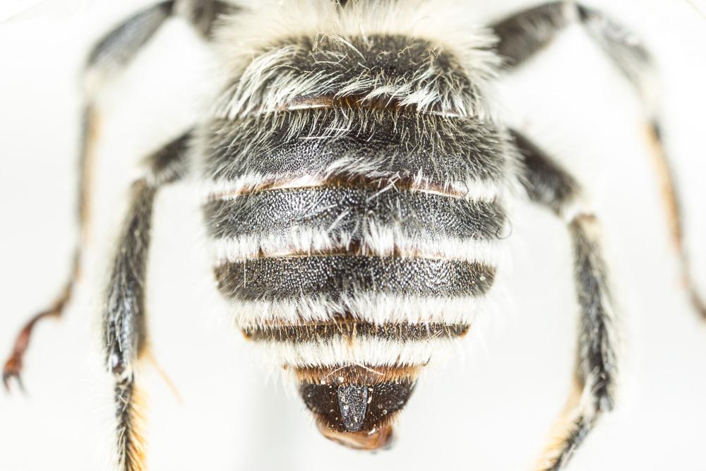 Eucère striée Tetraloniella strigata (Lepeletier, 1841)