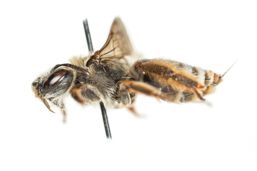  Eucera clypeata Erichson, 1835