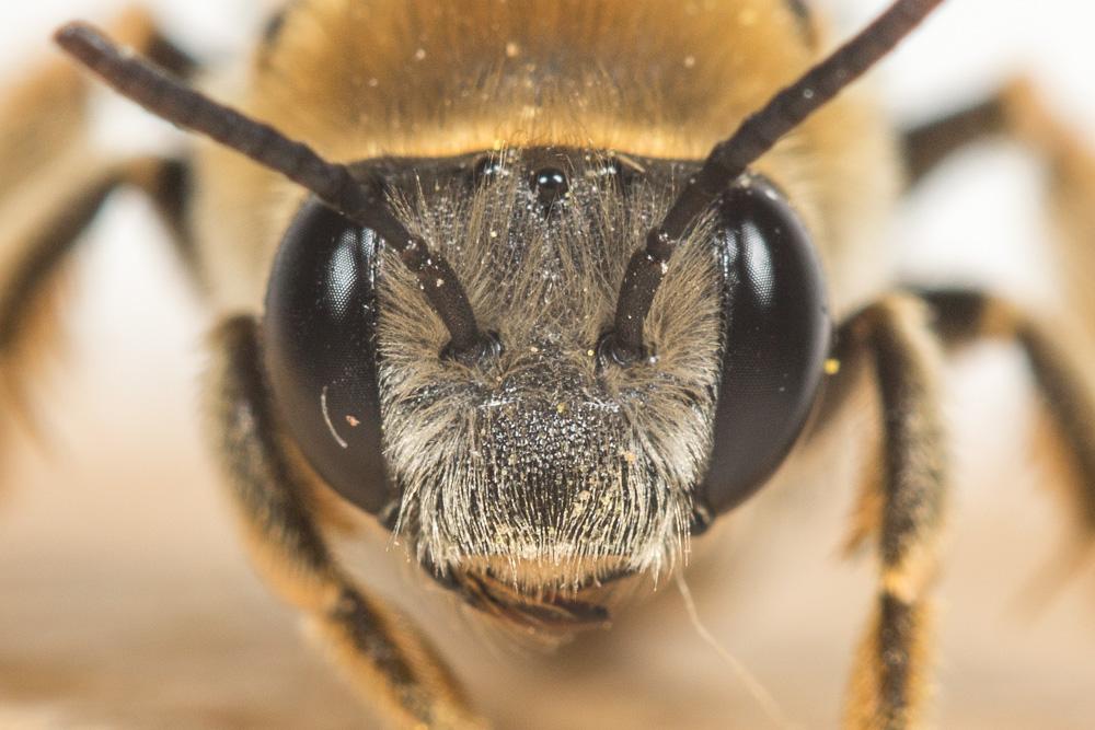  Eucera clypeata Erichson, 1835