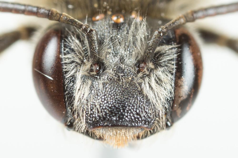  Eucera clypeata Erichson, 1835