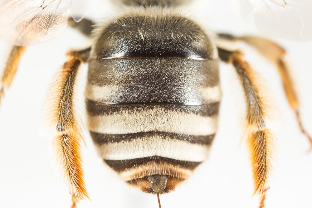  Eucera clypeata Erichson, 1835