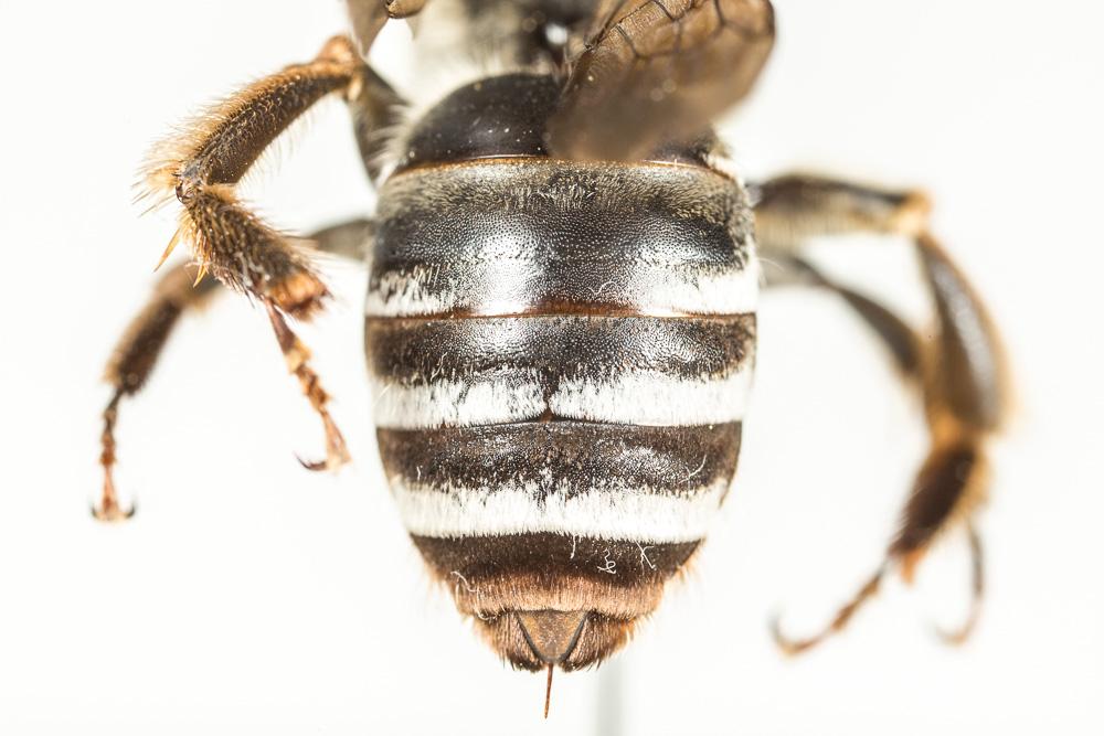 Eucère dalmate Eucera dalmatica Lepeletier, 1841