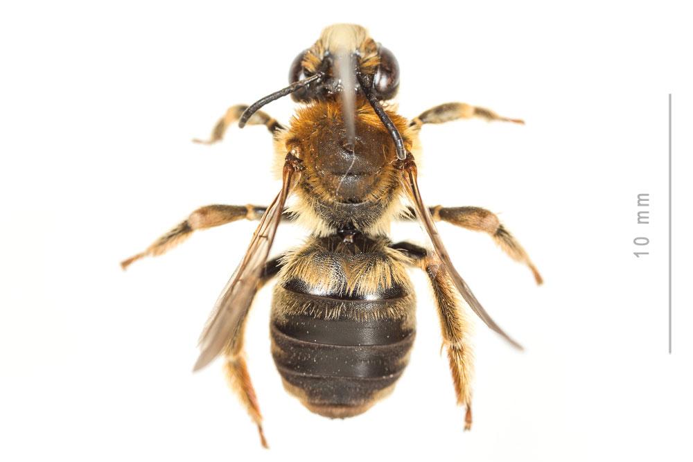 Eucère à longues antennes Eucera longicornis (Linnaeus, 1758)