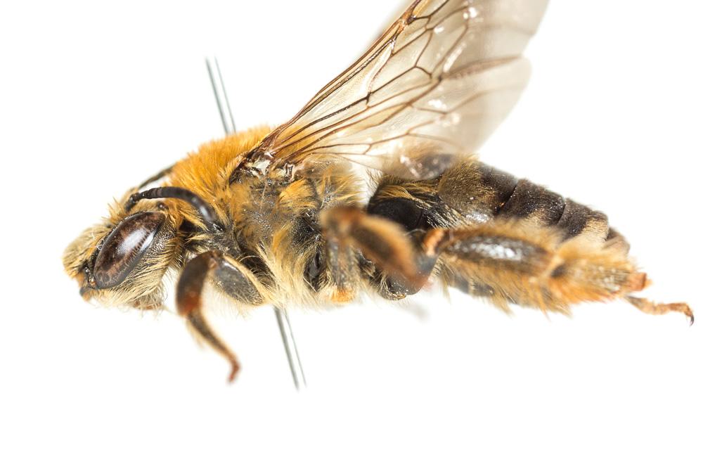 Eucère à longues antennes Eucera longicornis (Linnaeus, 1758)