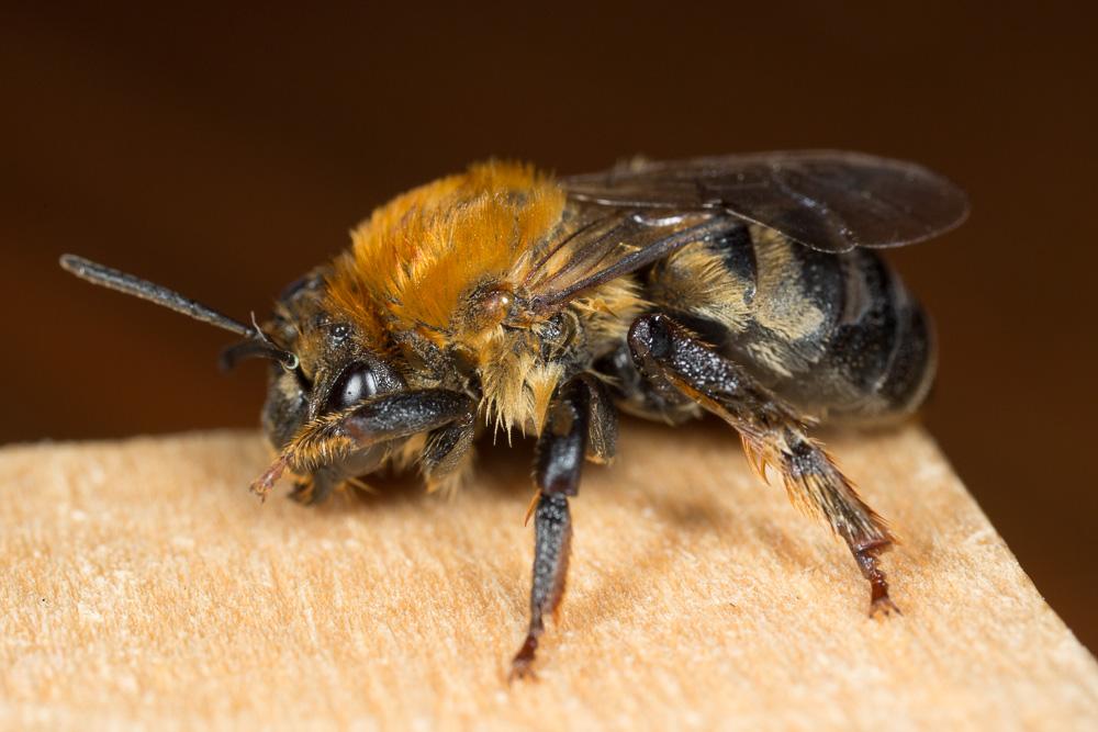 Eucère à longues antennes Eucera longicornis (Linnaeus, 1758)