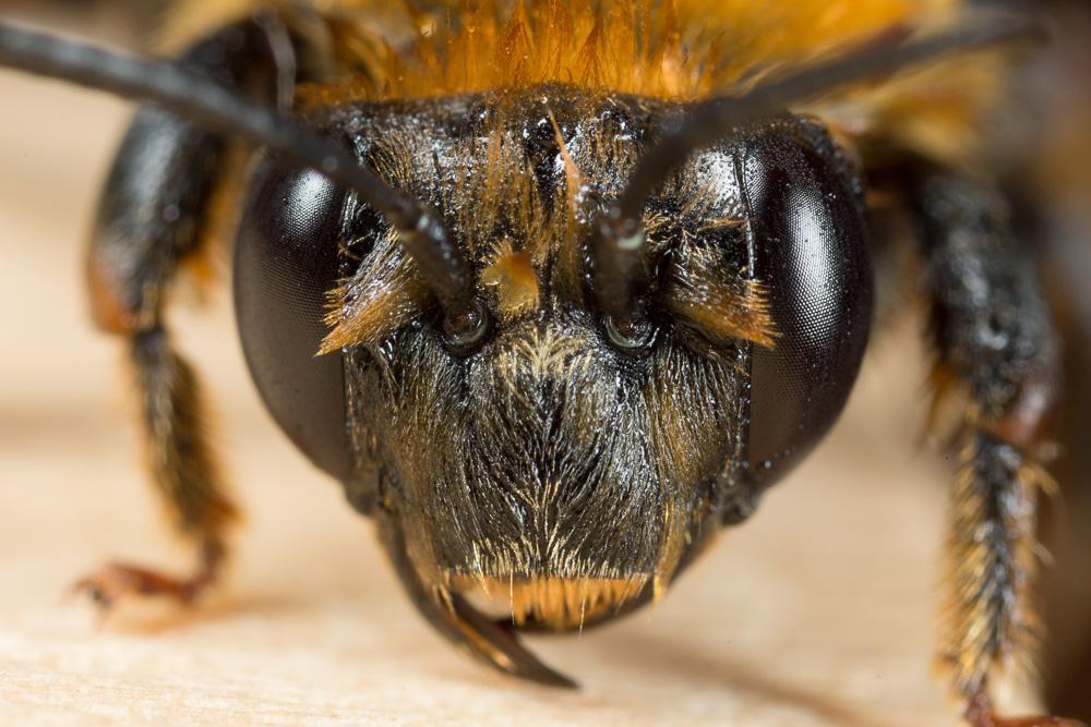 Eucère à longues antennes Eucera longicornis (Linnaeus, 1758)