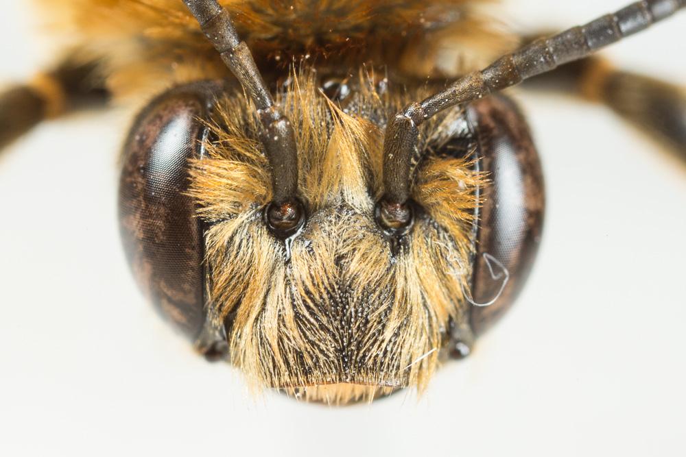 Eucère à longues antennes Eucera longicornis (Linnaeus, 1758)