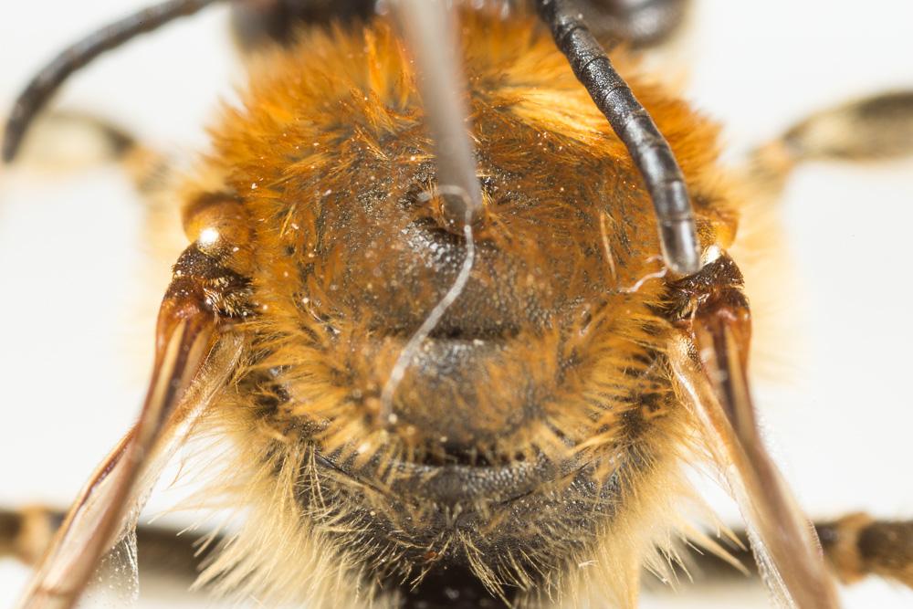 Eucère à longues antennes Eucera longicornis (Linnaeus, 1758)