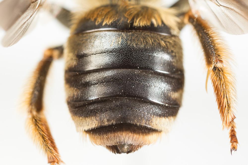 Eucère à longues antennes Eucera longicornis (Linnaeus, 1758)