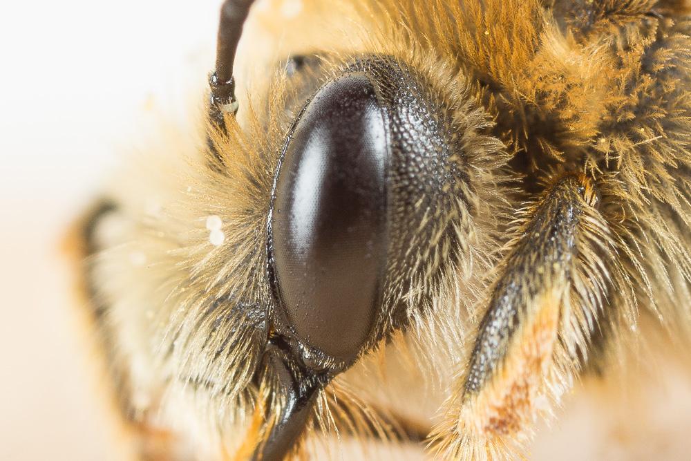 Eucère à face noire Eucera nigrifacies Lepeletier, 1841