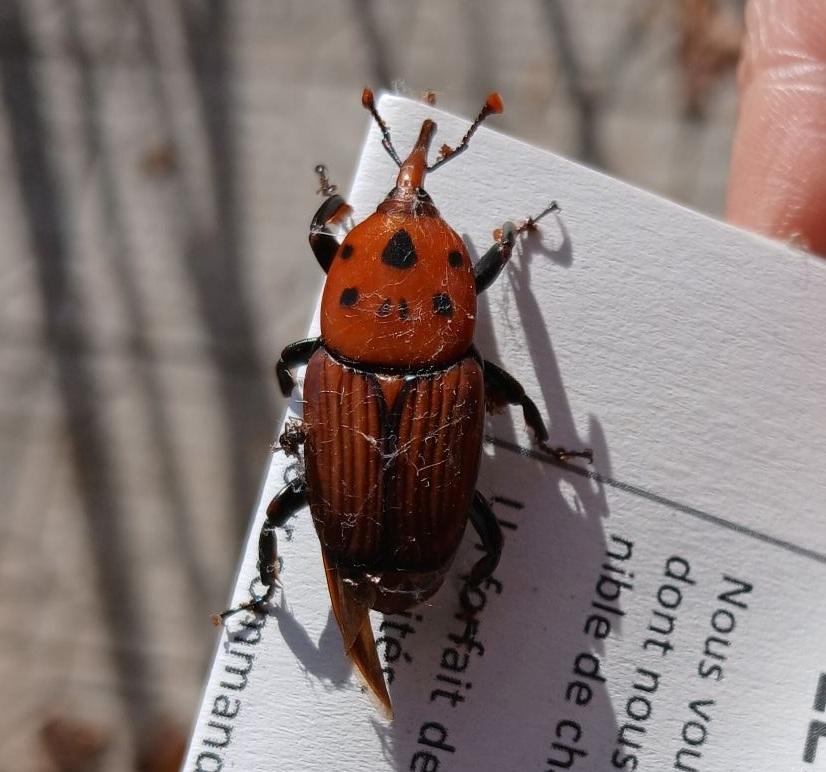  Rhynchophorus ferrugineus (Olivier, 1791)