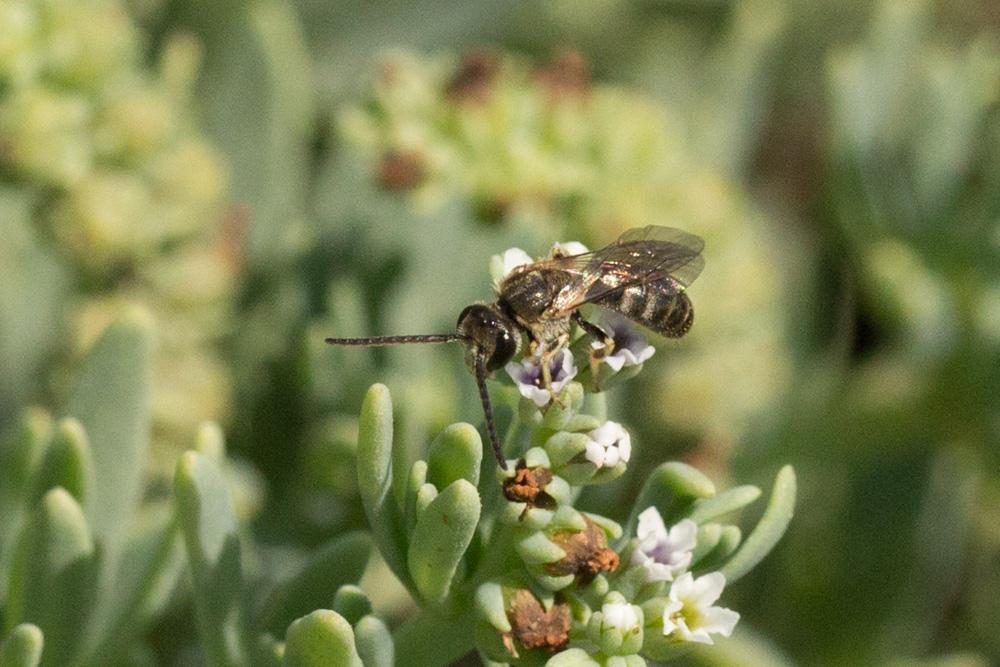  Lasioglossum malachurum (Kirby, 1802)