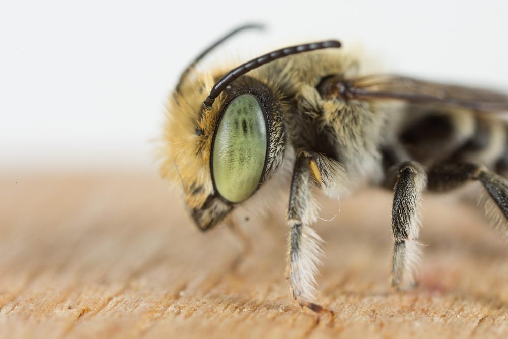  Megachile pilidens Alfken, 1924