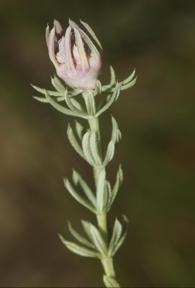  Geocrypta galii (Loew, 1850)