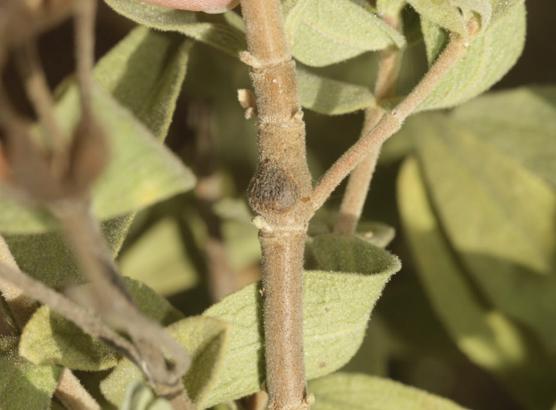 Le  Cistapion cyanescens (Gyllenhal, 1833)