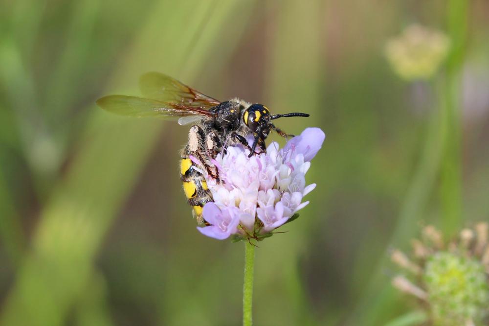  Colpa sexmaculata (Fabricius, 1781)