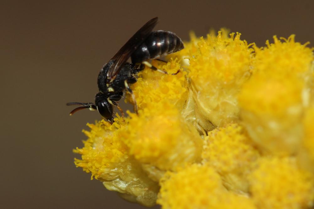  Hylaeus variegatus (Fabricius, 1798)