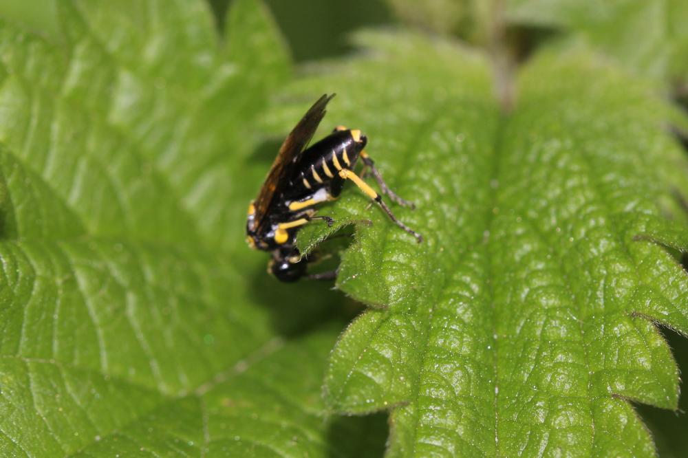  Macrophya crassula (Klug, 1817)