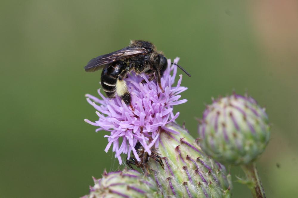  Macropis europaea Warncke, 1973