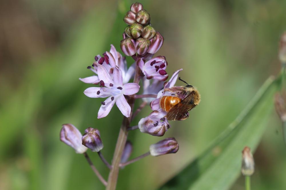  Andrena pellucens Pérez, 1895