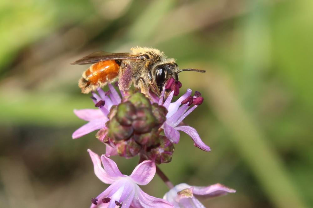  Andrena pellucens Pérez, 1895