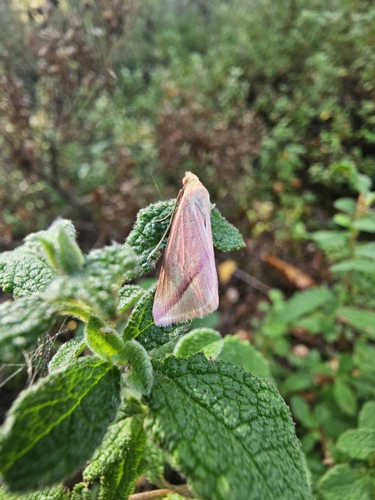 Phalène sacrée (La) Rhodometra sacraria (Linnaeus, 1767)