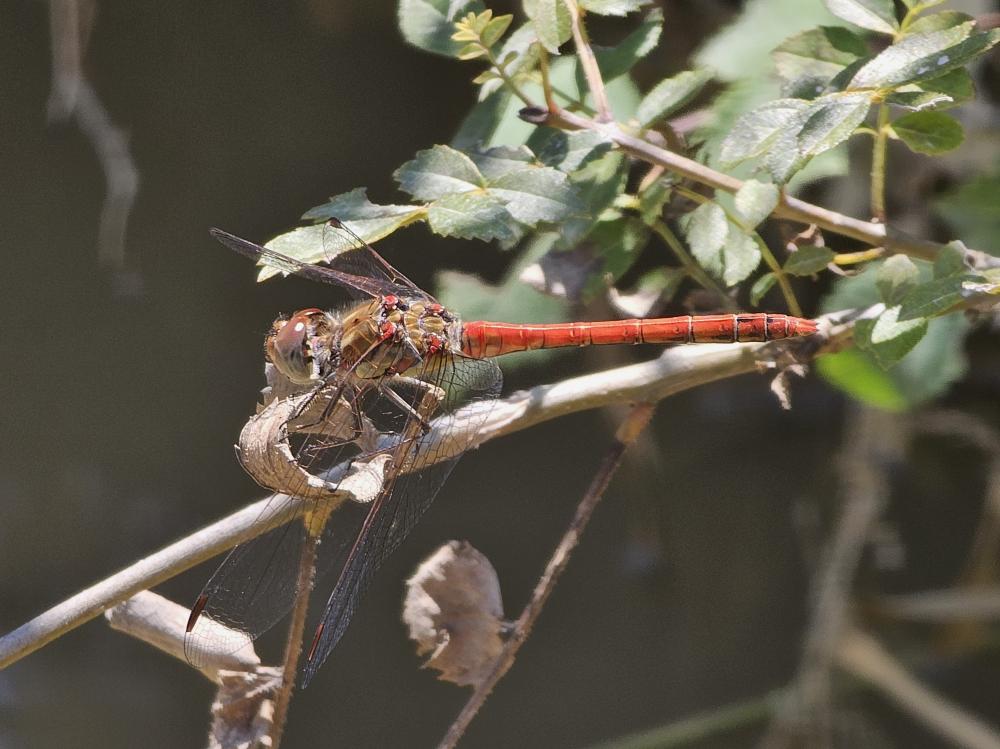 Sympétrum fascié (Le) Sympetrum striolatum (Charpentier, 1840)