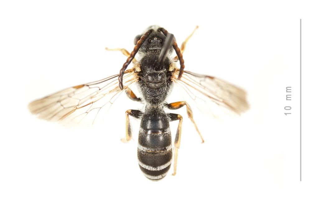 Le  Halictus tridivisus Blüthgen, 1924