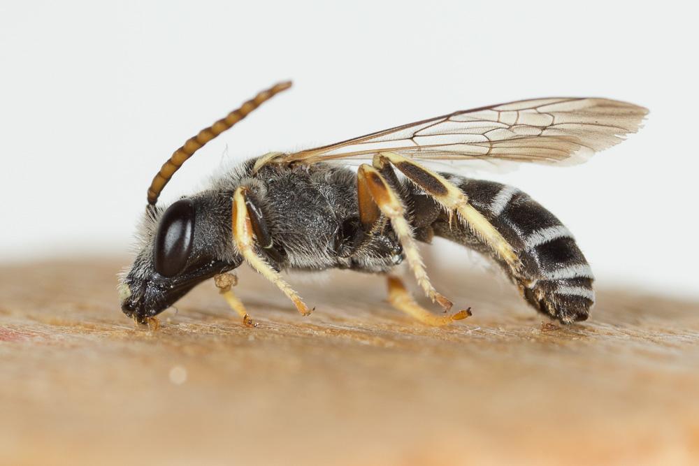 Le  Halictus tridivisus Blüthgen, 1924