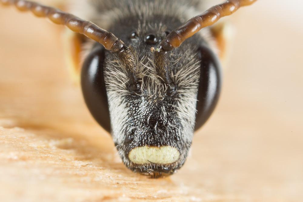 Le  Halictus tridivisus Blüthgen, 1924