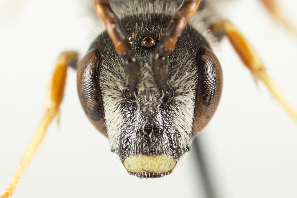 Le  Halictus tridivisus Blüthgen, 1924