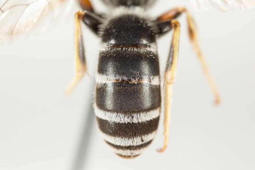 Le  Halictus tridivisus Blüthgen, 1924