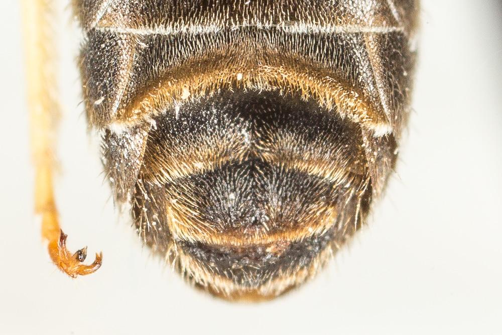 Le  Halictus tridivisus Blüthgen, 1924