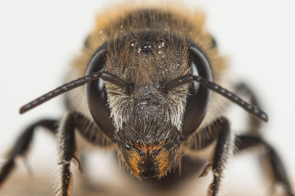  Osmia melanogaster Spinola, 1808